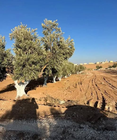 أراضي زيتون مميزة في بلعما - استثمار ناجح! - 4
