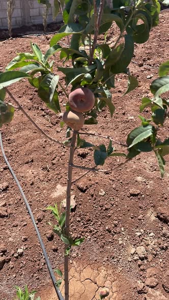 أرض مميزة للبيع في جنوب عمان مع أشجار مثمرة - 4