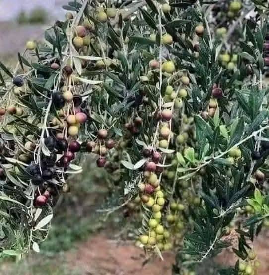 أرض زراعية فاخرة للبيع في بيرين - صروت - 3