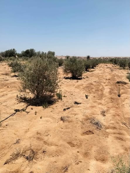 أرض زراعية ضخمة للبيع في النوبارية مع بيت وبئر - 2