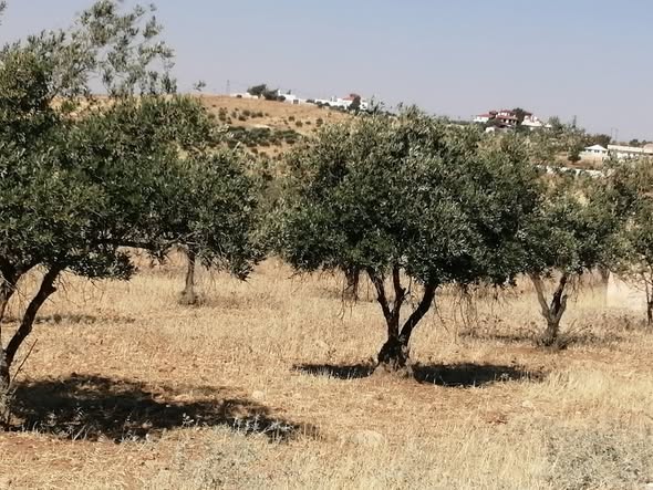 مزرعة زيتون استثنائية للبيع في رحاب - 2