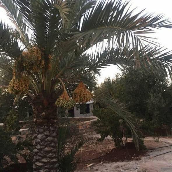مزرعة وغابة فاخرة للبيع في السلط مع فيلا دوبلكس - 3