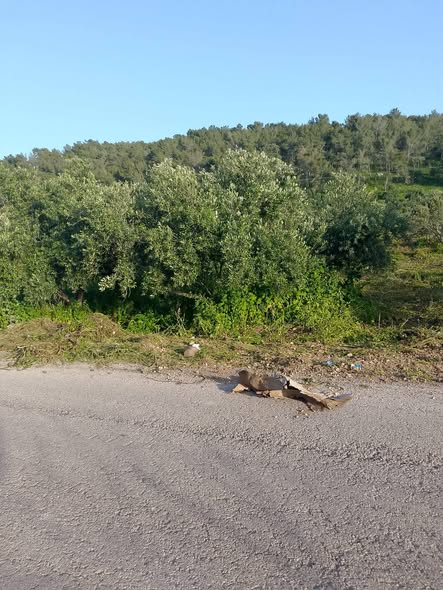 تملك أرضاً ساحرة بإطلالة على نهر اليرموك وبحيرة طبريا - 4
