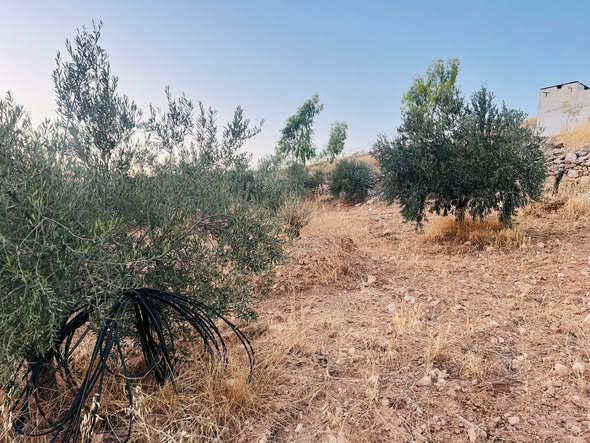 أرض مميزة مع بيت ريفي في صروت - 4