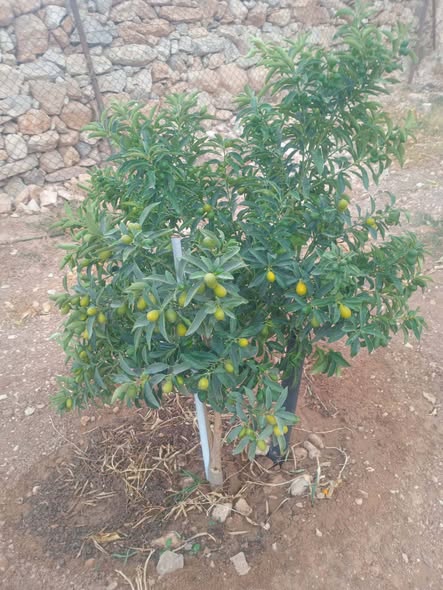 مزرعة مميزة للبيع في مادبا - طريق الجامعة الأمريكية