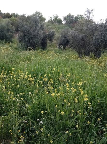 أرض زراعية للبيع في صخرة