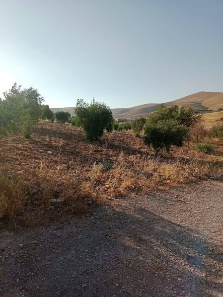 أرض زراعية للبيع في بيرين صروت - 4.5 دلم مع خدمات - 3