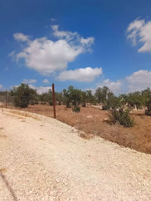 مزرعة زيتون للبيع بإطلالة ساحرة - إربد المغير