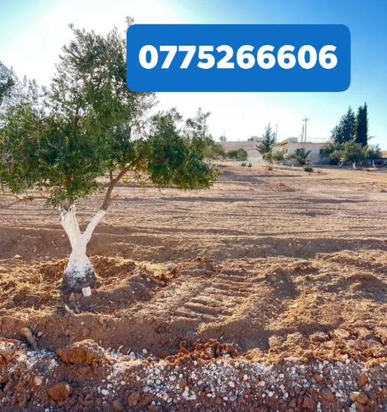 فرصة استثمارية: أراضي زراعية مميزة في الزيتونة - بلعما