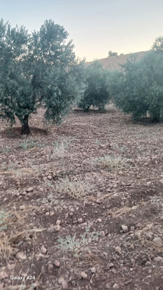 أرض نادرة للبيع بجوار الأحراش — زيتون مثمر ومنتج