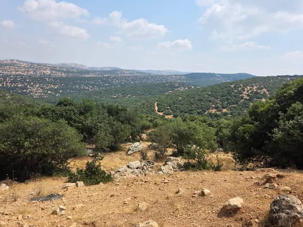 أرض استثمارية في برقش - فرصة نادرة - 3