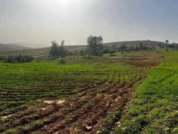 أرض سهلية مستوية للبيع في عين والمعمرية - 2
