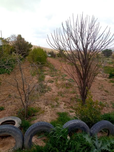 أرض استثمارية مميزة في ثغرة الجب – المفرق - 3