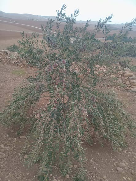 مزرعة استثمارية في مادبا خربة الهلالية - 3