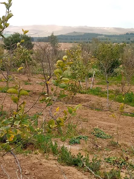 أرض استثمارية مميزة في ثغرة الجب – المفرق - 5