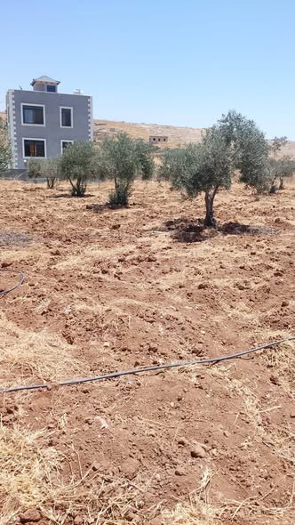 مزرعة جاهزة للبيع في ماعين - مادبا - 2