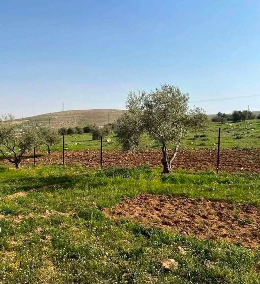 مزرعة زيتون مثمرة للبيع في بيرين صروت - موقع مميز