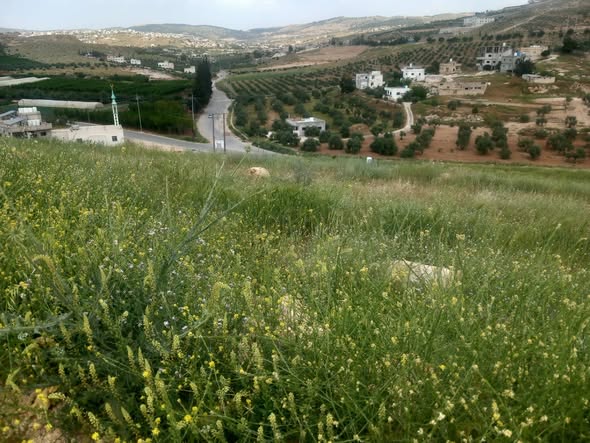 أرض مميزة للبيع في جرش – موقع استراتيجي وإطلالة رائعة - 4