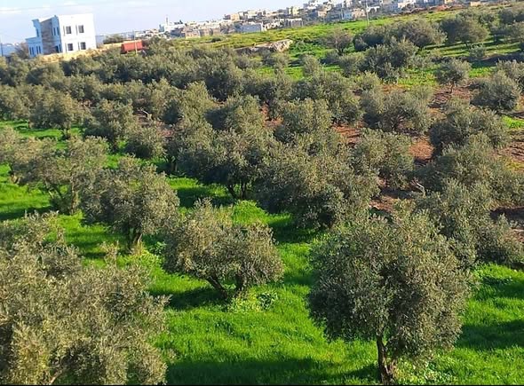 أرض زراعية استثمارية في كفر رحتا غرب إربد - 3