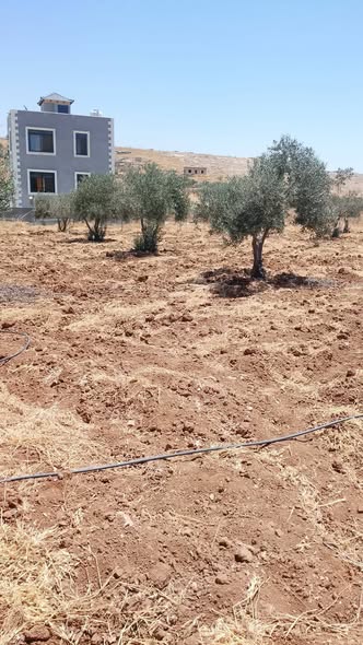مزرعتان فاخرتان للبيع في ماعين - فرصة استثمارية زراعية - 2