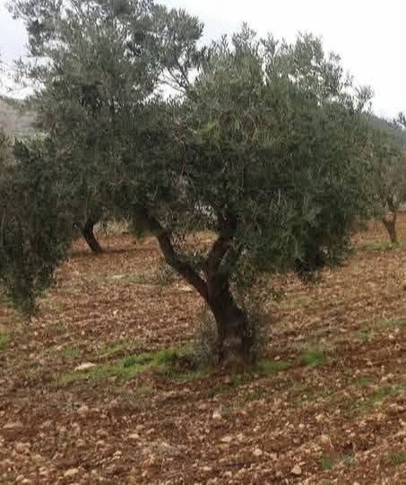 أرض استثمارية مميزة في العالوك – فرصة لا تعوض
