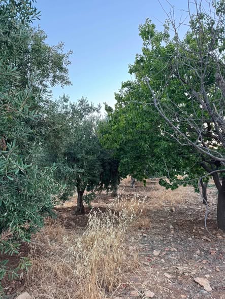 أرض سكنية فاخرة في مدينة السرو الجديدة - فرصة استثمارية لا تعوض - 3