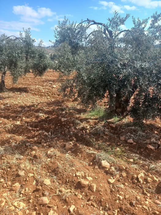 مزرعة استثمارية فاخرة للبيع في بلعما، المفرق