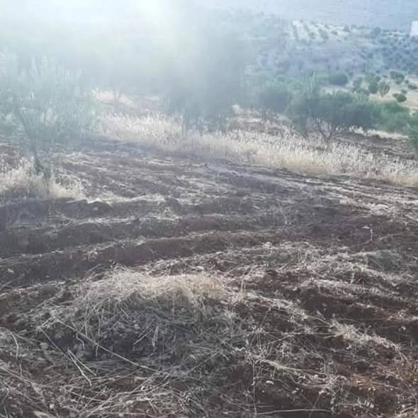 مزرعة زيتون مثمرة للبيع في جرش