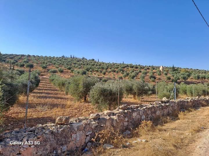 مزرعة مثمرة بأشجار الزيتون في شرق جرش