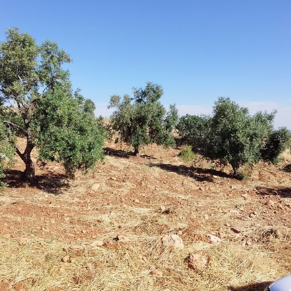 أرض استثمارية ذهبية في جرش بإطلالة رائعة - 2