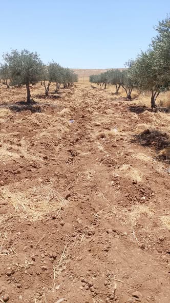 فرصة استثمارية: أرض ومزارع زيتون في مادبا - 2