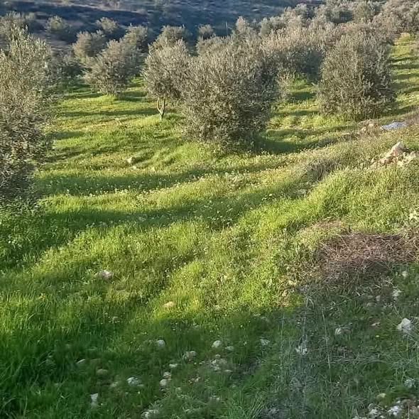 مزرعة 4 دونمات مرتفعة بإطلالة خلابة في نادره - 3