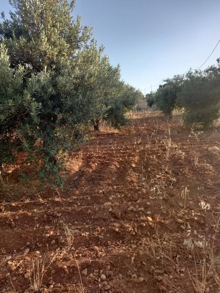 مزرعة زيتون مثمرة للبيع في جرش - 5