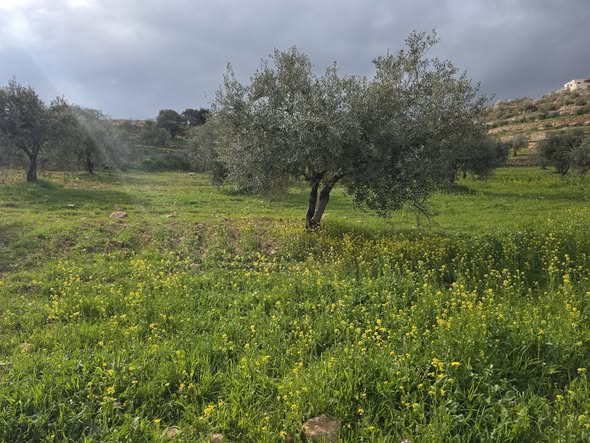 أرض زراعية استثمارية في جرش - 5