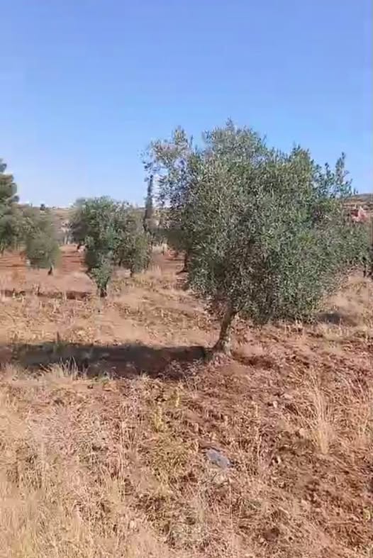 مزرعة ريفية في بلعما