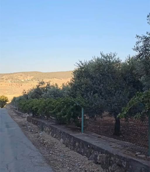 أرض زراعية سكنية فاخرة للبيع في جلعاد - 4