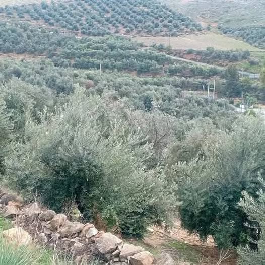 مزرعة زيتون معمرة استثمارية للبيع في القنية