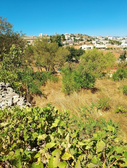 أرض سكنية مميزة للبيع في عجلون / عبين - 5