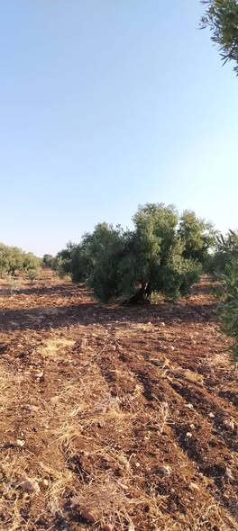 قطعة أرض زراعية للبيع في إبسر أبو علي - مساحة واسعة - 3