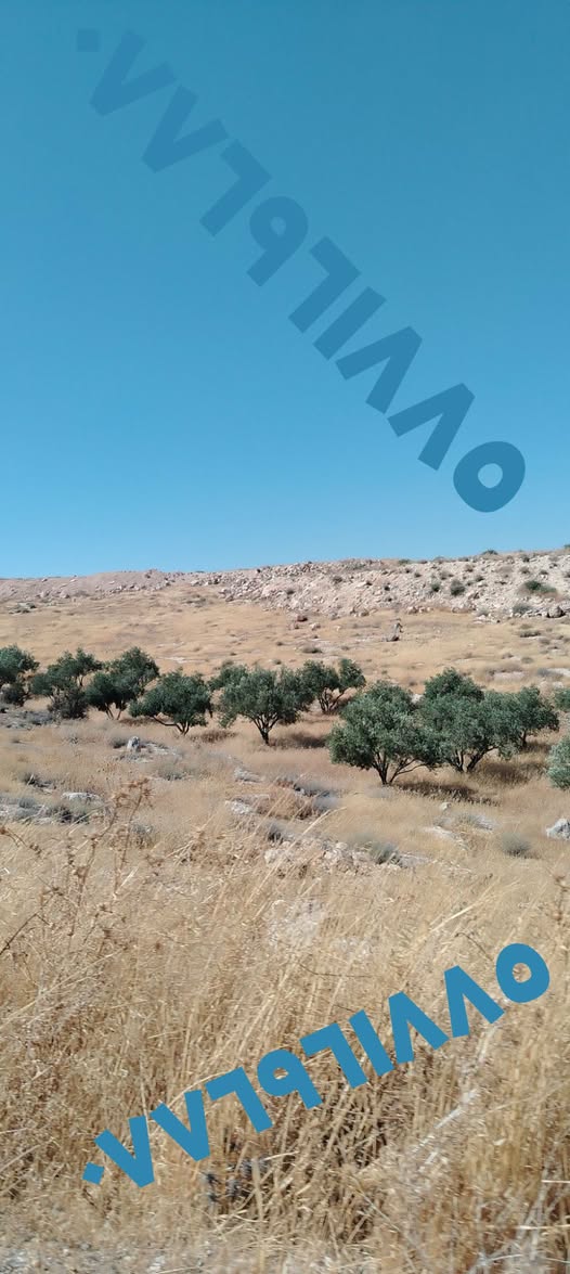 أرض زراعية للبيع في بلعما