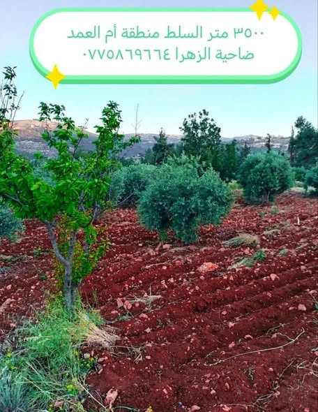 قطع أراضي زراعية استثمارية للبيع في السلط - 5