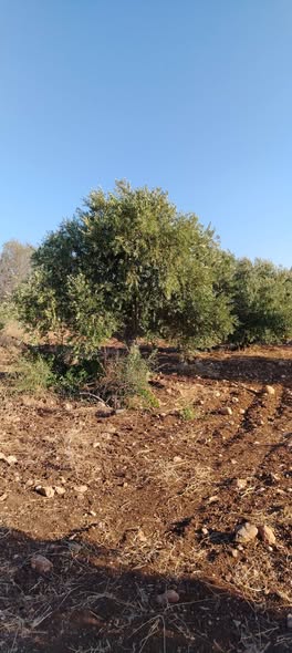 قطعة أرض زراعية للبيع في إبسر أبو علي - مساحة واسعة - 2