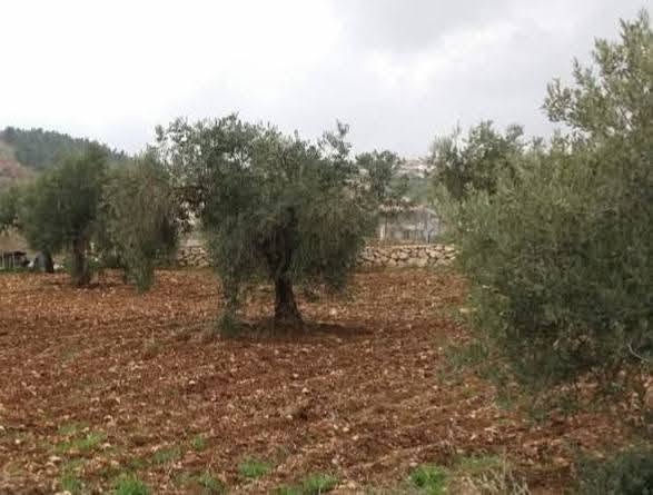 أرض استثمارية مميزة في العالوك – فرصة لا تعوض - 2
