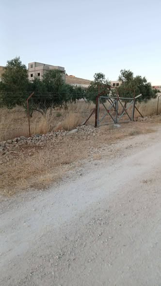 مزرعة زيتون جاهزة للبيع في بلعما - 2