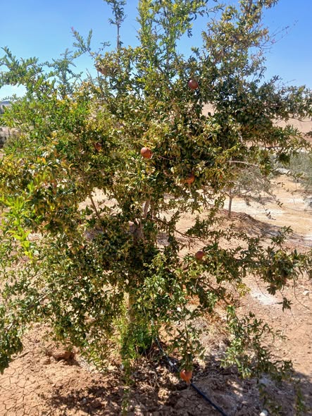 مزرعة نموذجية للبيع - أرض خصبة مثمرة - 2