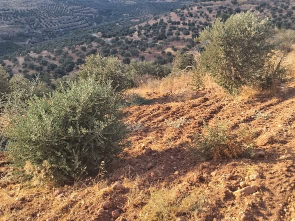 مزرعة زيتون للبيع بإطلالة بانورامية خلابة - 2