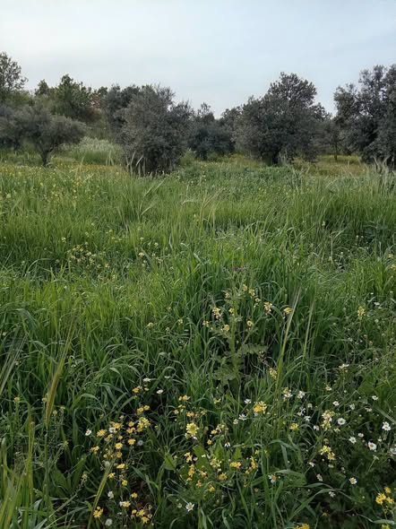 أرض زراعية للبيع في صخرة - 4