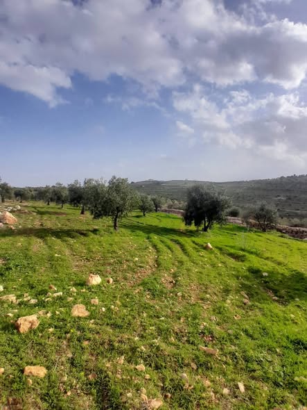 مزرعة زيتون مثمرة للبيع في جرش - 4