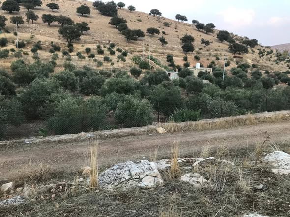 مزرعة زيتون فاخرة للبيع في بيرين مع بيت وبئر - 4