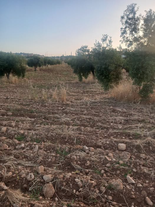 مزرعة صغيرة للبيع في بلعما مع بيت ريفي